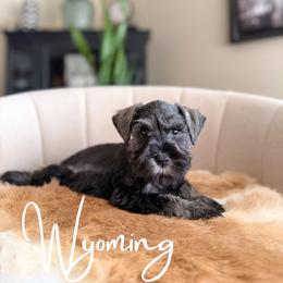 Wyoming AKC - Salt and pepper female Miniature Schnauzer puppy in Victorville, California from West Coast Royal Miniature Schnauzer