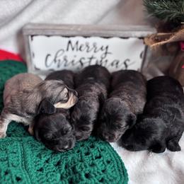 Dachshund Puppies from A Anchor Farm