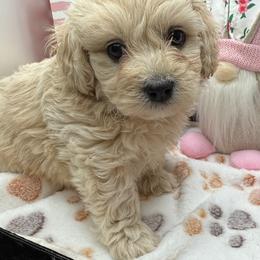 Alfredo - Cream male Maltipoo puppy in Colonial Beach, Virginia from BeachRidge Pups