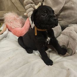 Dash - Black male Cane Corso puppy in Roachdale, Indiana from Cast Iron Kennels