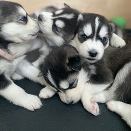 Siberian Husky Puppies from Douglas Mountain Farm and Kennel