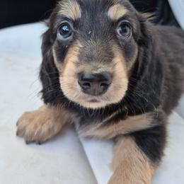 Bono AKC LH Black and cream - Black and cream male Dachshund puppy in Los Angeles, California from Sterling Dachshunds