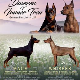 German Pinscher puppies from Daveren German Pinschers
