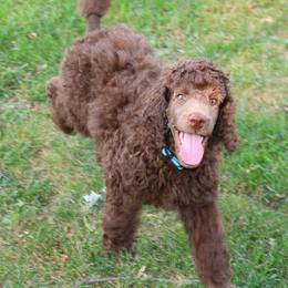 Poodle Puppies from RK'S Pets