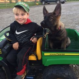 German Shepherd Puppies from Von Lindesfarne