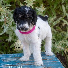 Poodle Puppies from Kindred Kennels