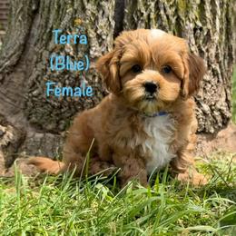 Terra - Cream female Shichon puppy in De Pere, Wisconsin from Kinzor Kennels
