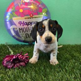 Cholo - Piebald male Dachshund puppy in Fallon, Nevada from TS Dachshunds and Corgis