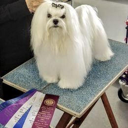 WC - Maltese