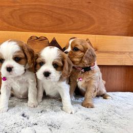 Cavalier King Charles Spaniel puppies from Card’s Cavaliers