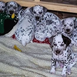Dalmatian Puppies from RMS Dalmatians