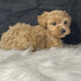 Mandy - Apricot female Maltipoo puppy in Oakland, Kentucky from Imperial Dogs