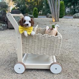 Yoshi - Blenheim male Cavalier King Charles Spaniel puppy in Shingle Springs, California from California Spaniels