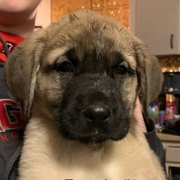 Female 3 - Fawn female Anatolian Shepherd Dog puppy in Daggett, Michigan from T&S Anatolians