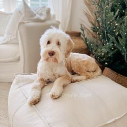 Crew - Australian Labradoodle