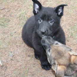 German Shepherd Puppies from Thornock Shepherds