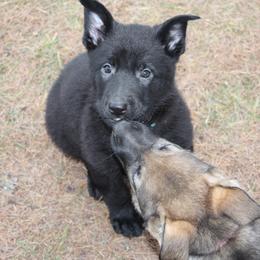 German Shepherd Puppies from Thornock Shepherds