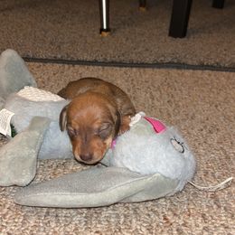 Hazelnut - Wheaten Dachshund puppy in Watertown, Massachusetts from Jae’s Puppy House