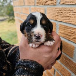 Sugar - Black rust and white female Bernese Mountain Dog puppy in Inman, South Carolina from Shadow Acres