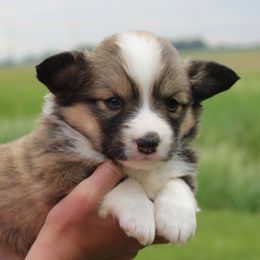 Rosa - Red female Pembroke Welsh Corgi puppy in North Manchester, Indiana from Covered Bridge Corgis