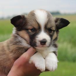 Rosa - Red female Pembroke Welsh Corgi puppy in North Manchester, Indiana from Covered Bridge Corgis