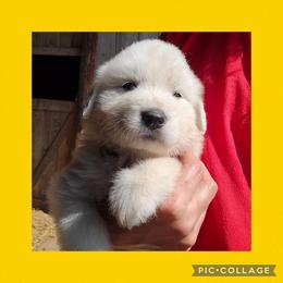 Yellow collar - White female Great Pyrenees puppy in Mikado, Michigan from Brittain Family Farm