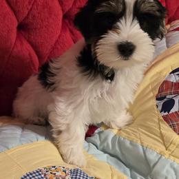 Yorkshire Terrier Puppies from Furever Love Yorkies TX Panhandle