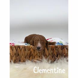 Clementine - Red  male Goldendoodle puppy in Smithfield, Kentucky from KBK9 Kennels