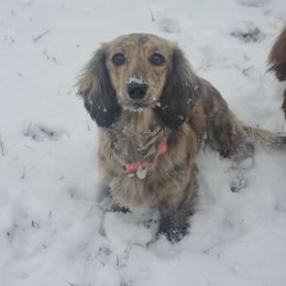Diva - Dachshund