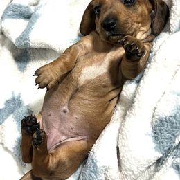 Dachshund Puppies from Dachshund world