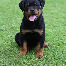 Luis - Black and mahogany male Rottweiler puppy in Kittanning, Pennsylvania from Steel City's Von Der Preis Rottweilers