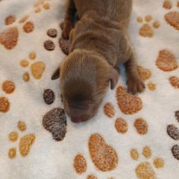 Tito - Gray (blue) and tan male Dachshund puppy in Marshall, Texas from Wilson's Kennels