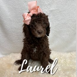 Laurel - Goldendoodle puppy in Conway, New Hampshire from Arbor Grace Doodles