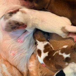 Torin - Dapple female Dachshund puppy in Nampa, Idaho from 208 Wiener Wiggle Butts LLC