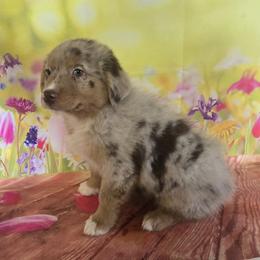 Lena - Red merle female Australian Shepherd puppy in Lakeland, Florida from Diamond P Australian Shepherds
