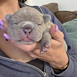 French Bulldog Puppies from Kaitlyn Slone
