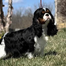 Lulu - Cavalier King Charles Spaniel