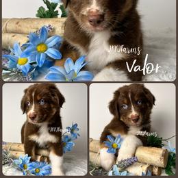 3 Valor - Red tri-color male Australian Shepherd puppy in Huntington, Texas from JKKJ Farms, LLC