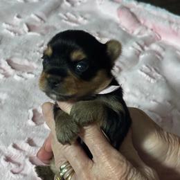 Daisy - Blue and gold female Yorkshire Terrier puppy in Greenville, South Carolina from Emerald Isle Yorkies