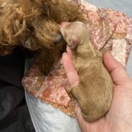 Poodle puppies from Furbaby Blessing AKC Toy Poodles