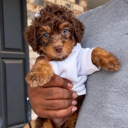 Milky Way - Tri-color female Bernedoodle puppy in Richmond, Texas from Harper’s Heartbeats
