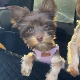 Poppie - Yorkshire Terrier