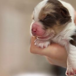 Sokka - Red merle Aussiedoodle puppy in Hampton Falls, New Hampshire from The Honest Egg Doodles
