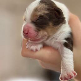 Sokka - Red merle Aussiedoodle puppy in Hampton Falls, New Hampshire from The Honest Egg Doodles