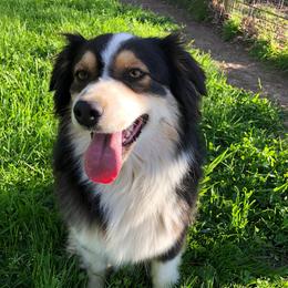 Raven - Australian Shepherd