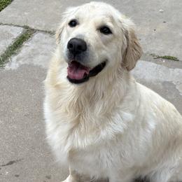 Golden Retrievers from Roberts Golden Retrievers