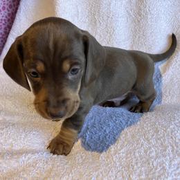 Max - Chocolate and tan male Dachshund puppy in Mocksville, North Carolina from The Dachs of Hazzard Dachshunds