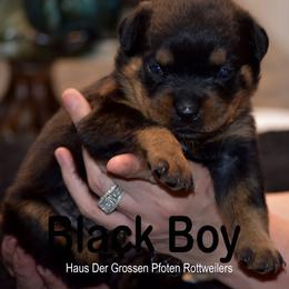 Puppy 2 - Black and mahogany male Rottweiler puppy in Houston, Texas from Haus Der Grossen Pfoten Rottweilers