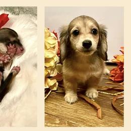 Dachshund Puppies from Always Faithful Dachshunds