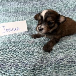 Joshua - Gold sable male Havana Silk Dog puppy in Marlboro, Vermont from Maplewood Silks
